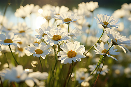 白色的植物雏菊背景图片