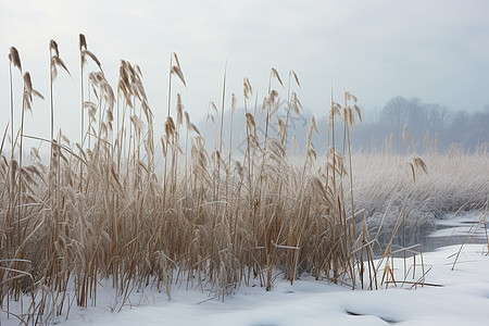 冬天芦苇冰天雪地中的湖畔风光背景