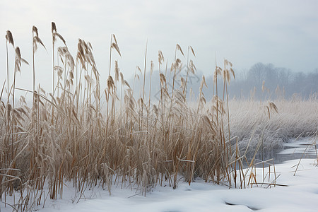 冰天雪地中的湖畔风光图片