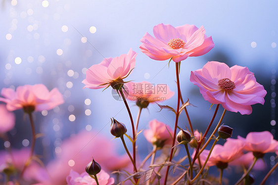 粉色花朵成片绽放图片