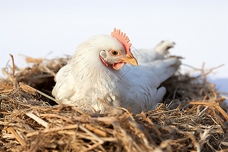 稻草堆里下蛋的母鸡背景图片