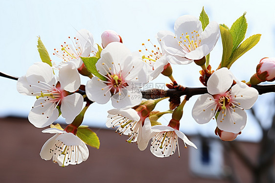 春日里的梨花盛开图片