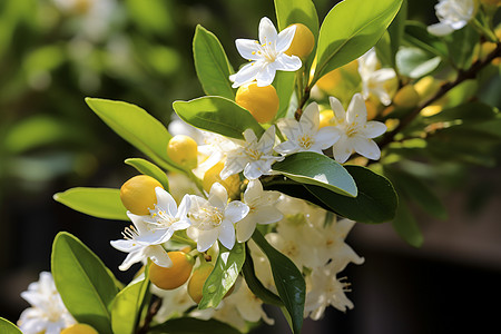 柠檬种植柠檬树盛开白花背景