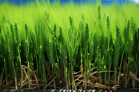 绿色稻田背景图片