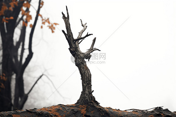 孤独的枯树枝图片