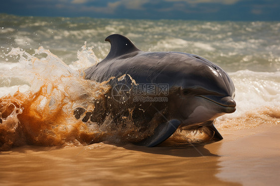 一只海豚的狂欢图片