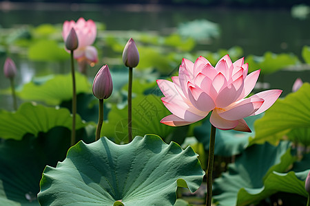 池塘美丽的花朵图片