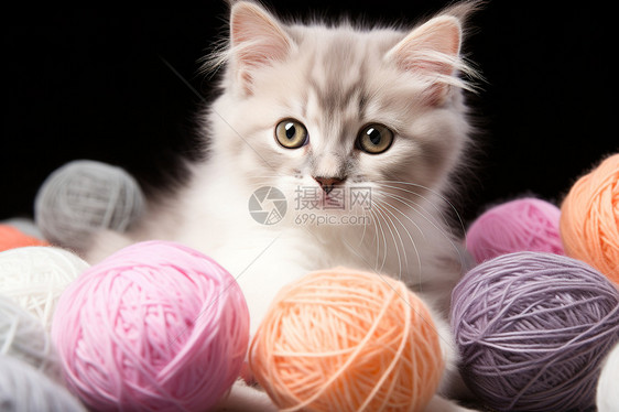 毛线球里的小猫咪图片