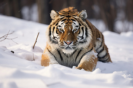 雪地猛虎图片