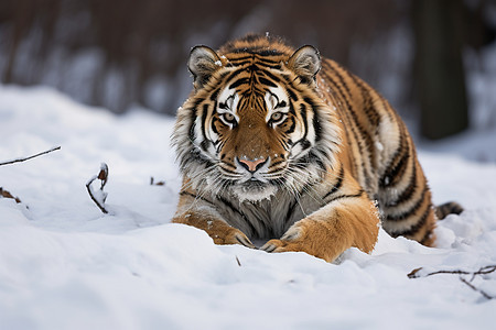 冬日雪中的老虎图片