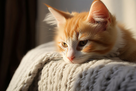 毯子上的猫咪图片