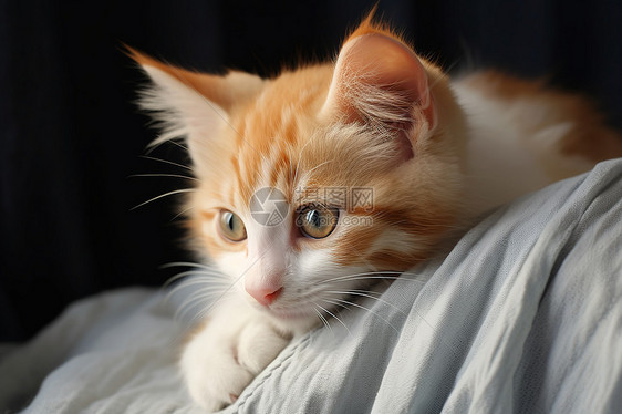 可爱的橘猫图片