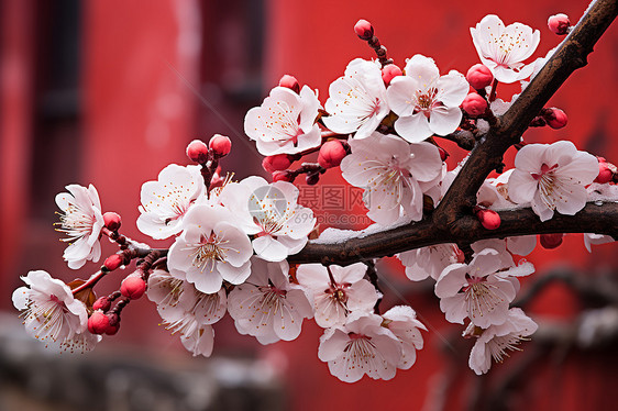 冬日梅花图片