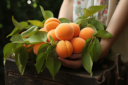 丰收的杏子图片