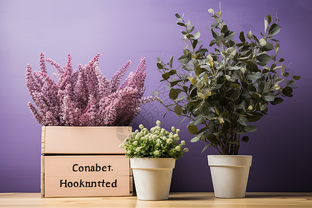 木板里的植物房间里的植物背景