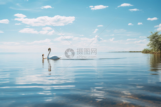 水域上的野生天鹅图片