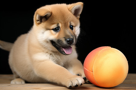 小球与小狗背景图片