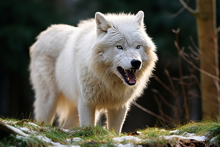 雪地中一只张开嘴巴的白狼图片