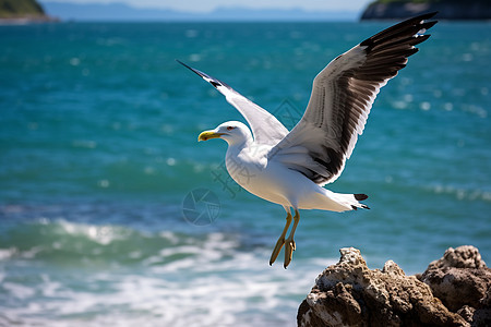 海鸥飞越岩石图片