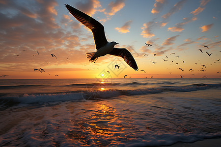 夕阳下的海鸥图片