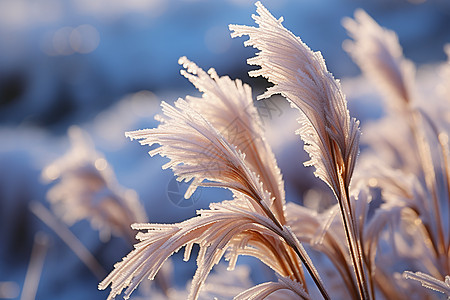 冰雪芦苇背景图片