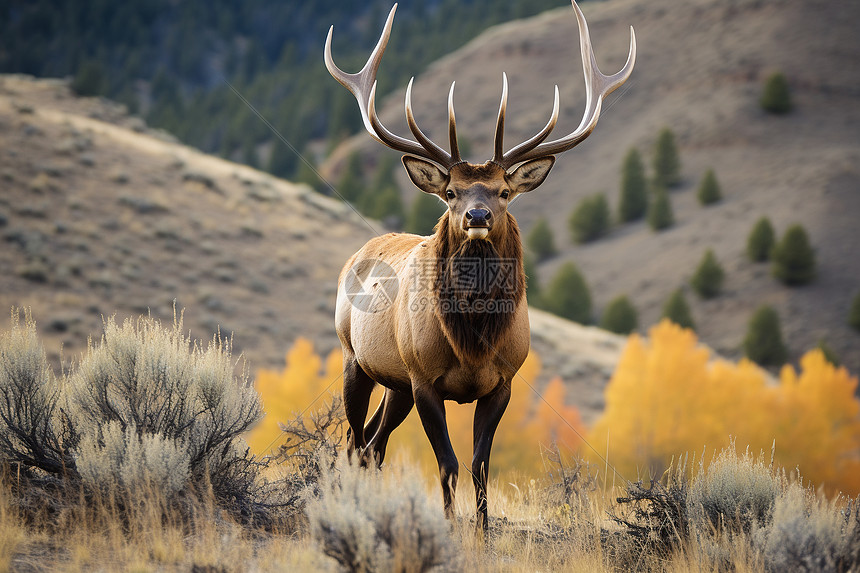 雄鹿主场迎战快船