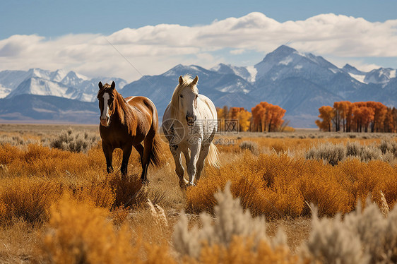 草原上的两匹马图片
