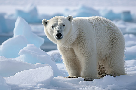 北極熊雄性北极熊背景