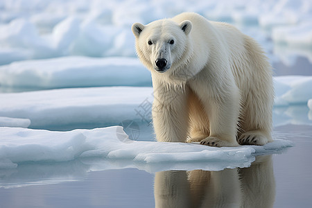 冰上的北极熊背景图片