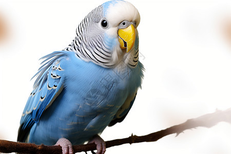 蓝白色鹦鹉背景图片
