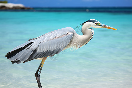 海岛上的鸟背景图片