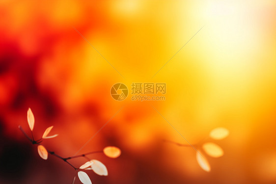 秋日枫叶闪烁图片