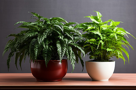 两盆植物放在桌上图片