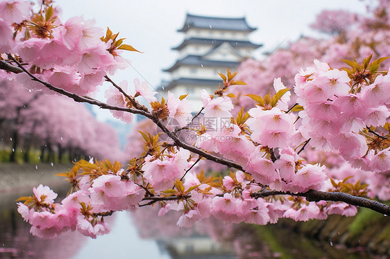 雨中粉色樱花图片