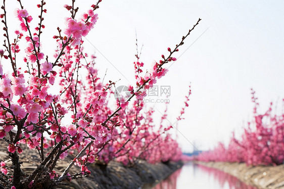 春日里的粉色花海图片