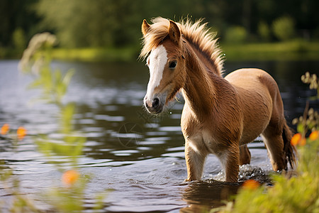 小马儿在水边欣赏景色背景图片