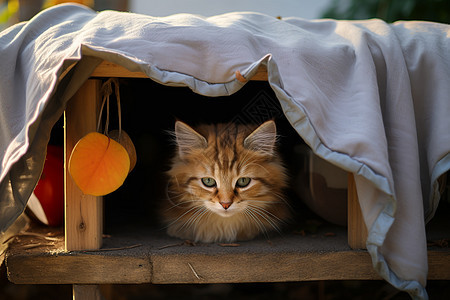 在猫窝中可爱的小猫图片
