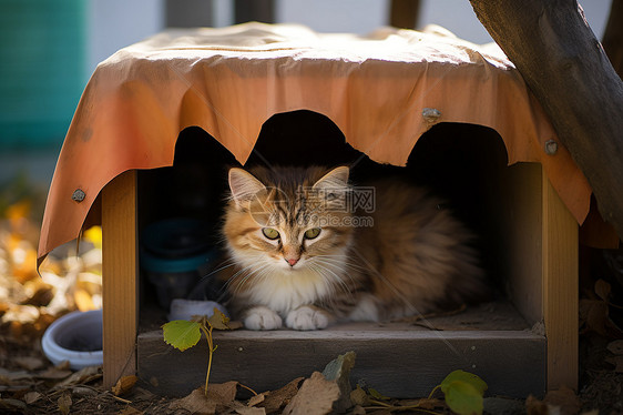 猫窝里面萌宠的小猫图片