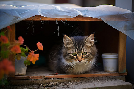 遮蓬里面可爱的小猫咪图片