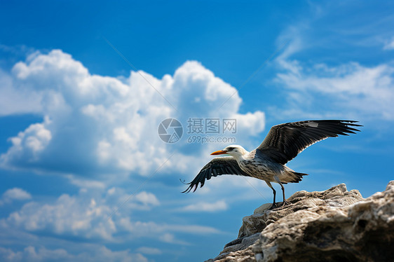 飞翔在岩石峭壁上的鸟图片
