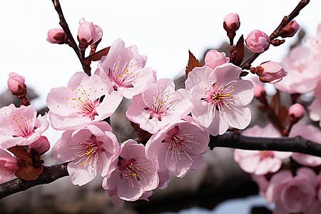 花园中绽放的樱花花朵图片