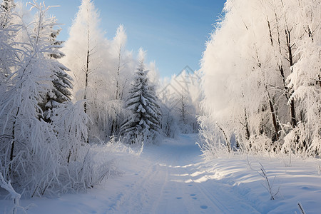冬日森林的雪地图片