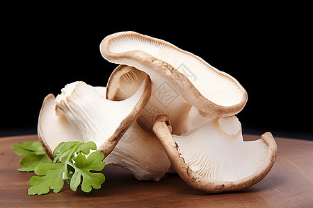 新鲜采摘的蘑菇食材背景图片