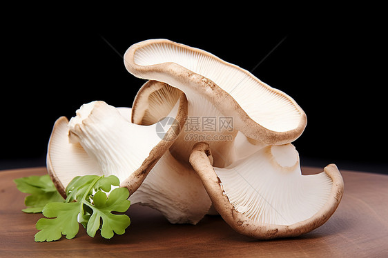 新鲜采摘的蘑菇食材图片