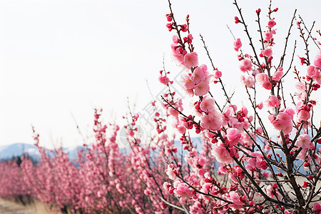 春季花园中绽放的美丽樱花图片