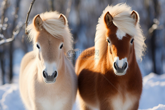 林间雪地里的两匹马图片