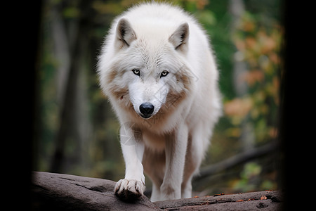 白狼穿过森林图片