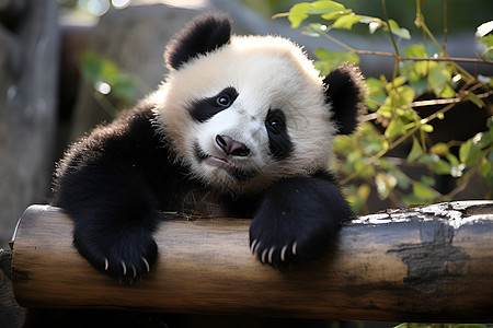 可爱的熊猫宝宝图片