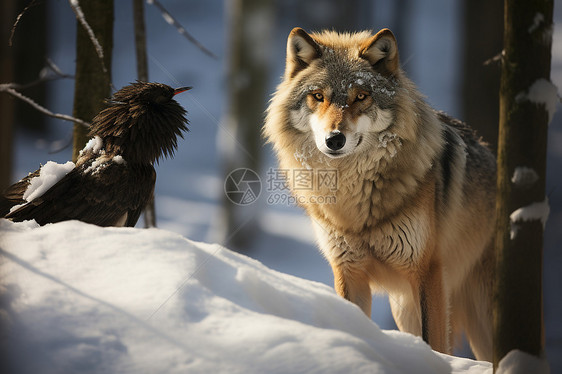 狼与鸟在雪地中图片