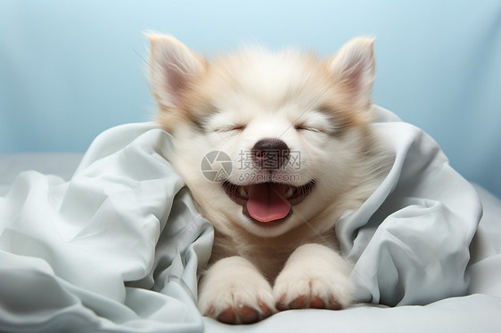 可爱睡觉的小狗图片